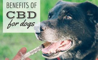 cbd oil for dogs