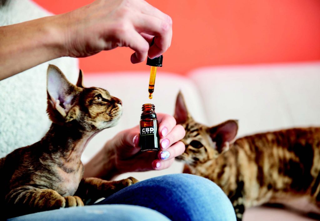 CBD Oil