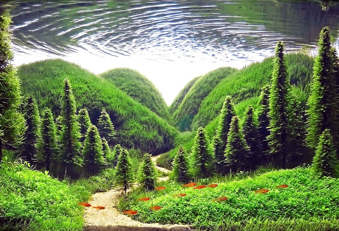 aquarium plants