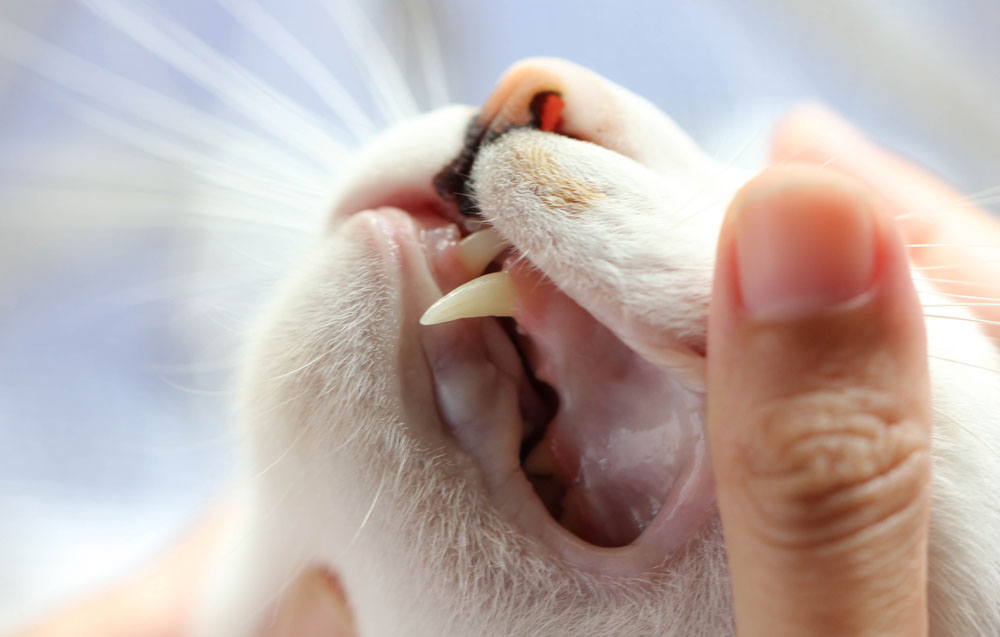 among-cat-owners
