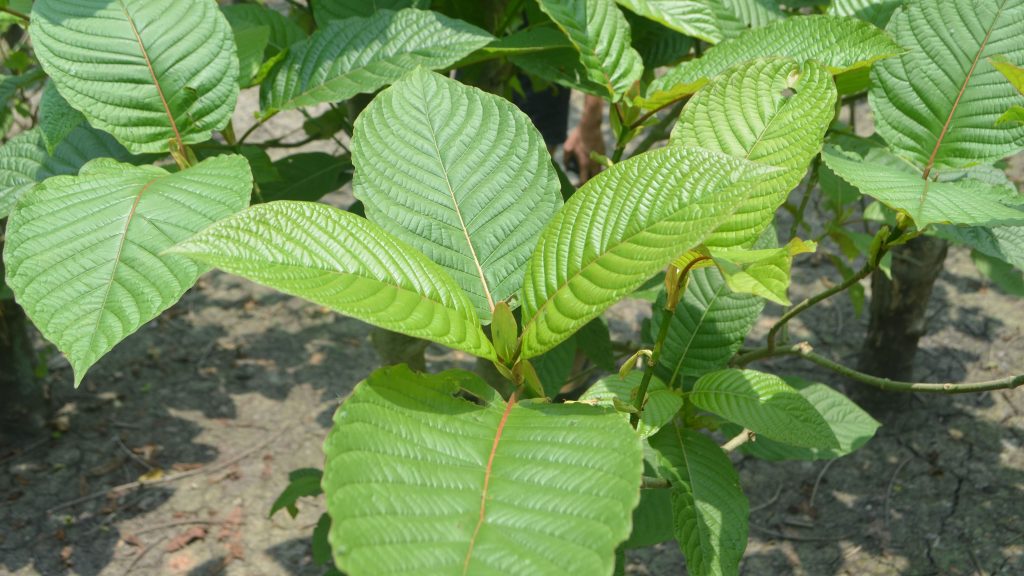 Best Kratom
